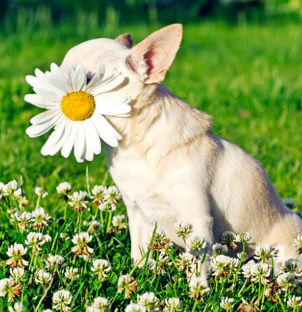 istock dog  and camomile 179089365