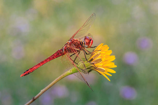 istock Red dragonfly in yellow flower 179089512