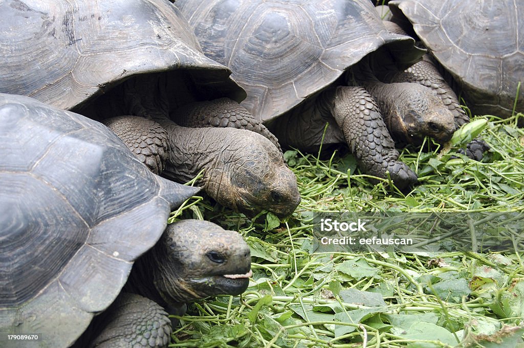 Schildkröte Gruppe Essen - Lizenzfrei Alt Stock-Foto