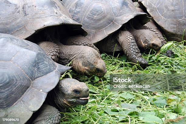 Schildkröte Gruppe Essen Stockfoto und mehr Bilder von Alt - Alt, Amerikanische Kontinente und Regionen, Ausgestorbene Tierart