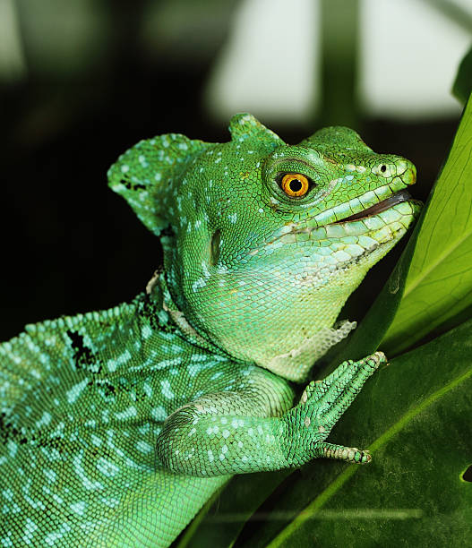 istock Close up of Green Basilisk Lizard 179089813