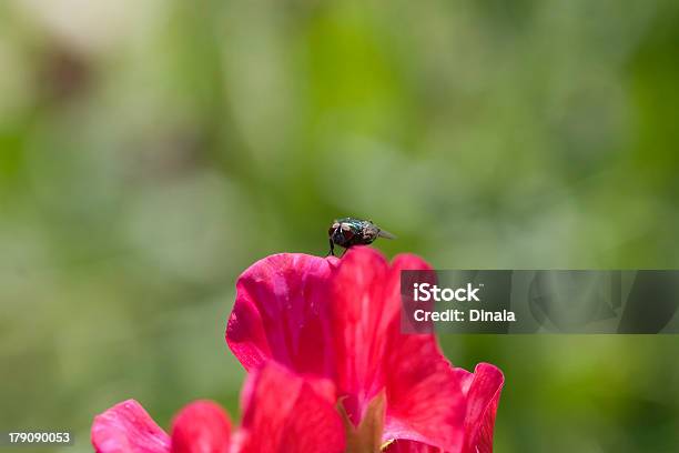 Tábano Sweet Leguminosas En Rojo Foto de stock y más banco de imágenes de Acicalarse - Acicalarse, Aire libre, Alisándose las plumas