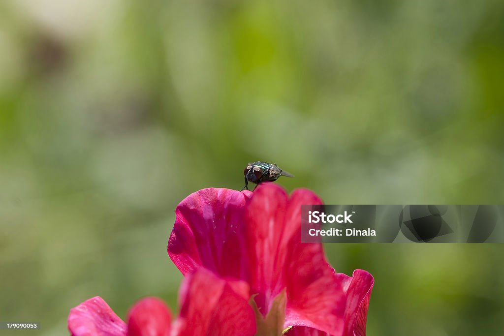 Tabanidae Tabanus em vermelho doce Leguminosae - Foto de stock de Animal royalty-free