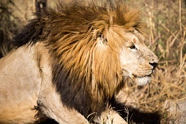 istock Lion in a game Park 179090094