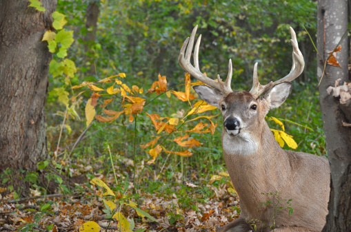 Whitetail buck lying down in autumn woods.