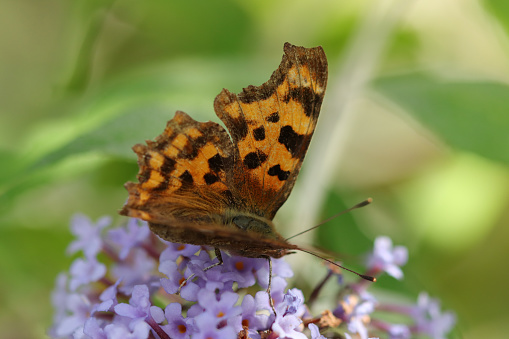 Polygonia c-album sur plante non identifiée