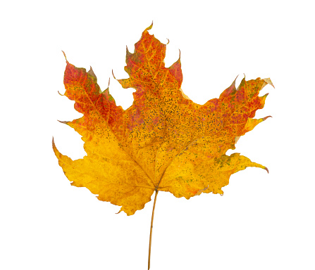 Leaves of autumn. Maple leaves. yellow red green. Dry maple leaf isolated on white background.