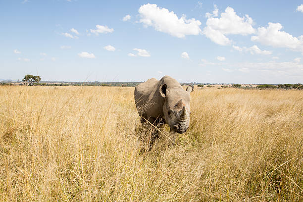 istock Rhino in Zimbabwe, Africa 179090812