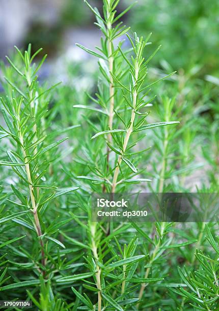 Rosemary Foto de stock y más banco de imágenes de Agricultura - Agricultura, Aire libre, Ballota fétida