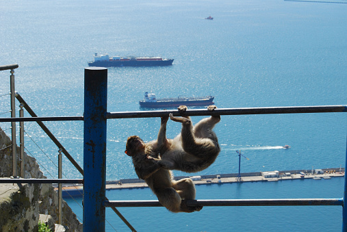 Two young macaques playing on the Rock of Gibraltar, with boats in the background