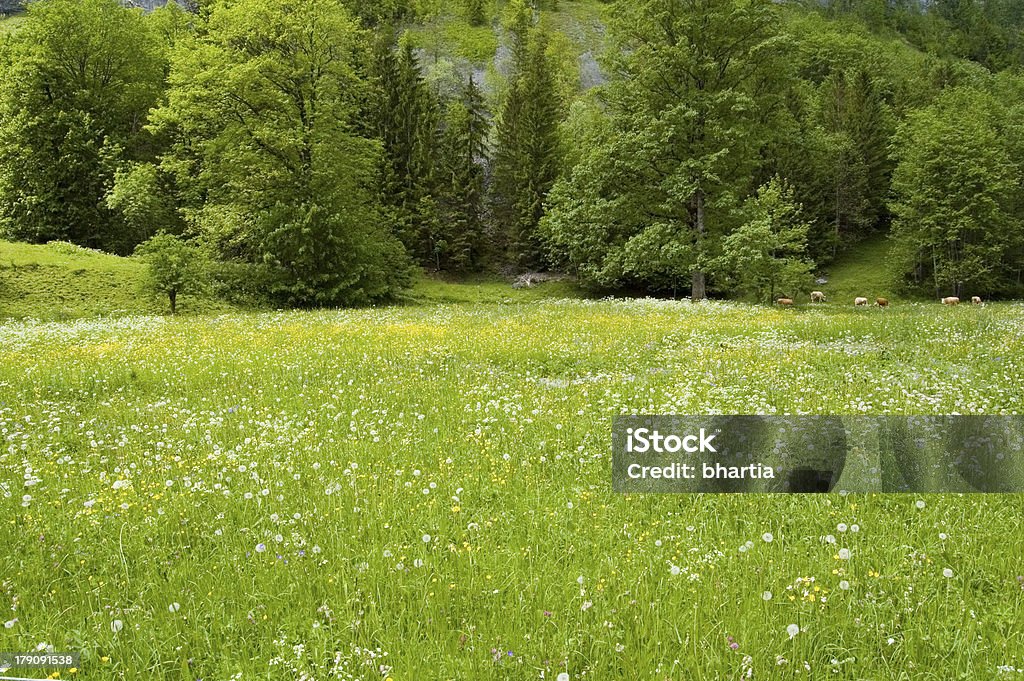 Den Frühling - Lizenzfrei Baum Stock-Foto