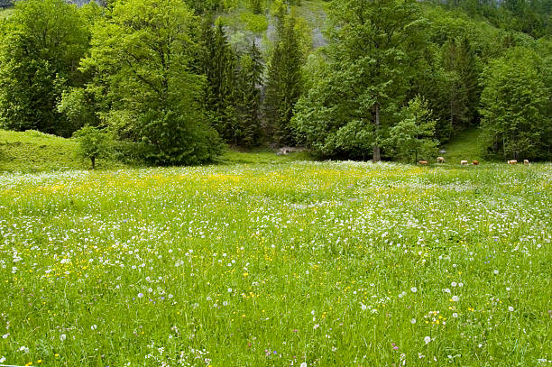 spring stock photo