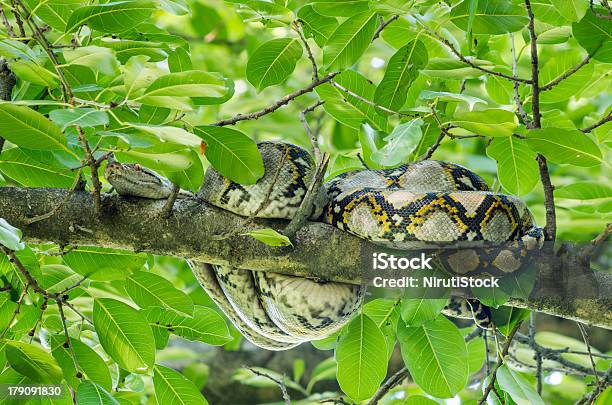 Boa - Fotografie stock e altre immagini di Aggressione - Aggressione, Albero, Animale