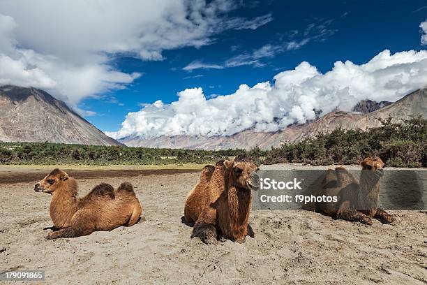 Photo libre de droit de Trois Des Chameaux De Bactriane Dans La Vallée De La Nubra Ladakh banque d'images et plus d'images libres de droit de Abstrait