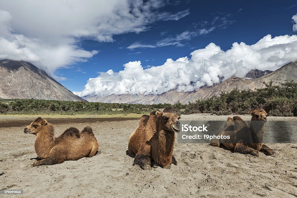 Tre cammelli della Battriana nella Valle di Nubra, Ladakh - Foto stock royalty-free di Ambientazione esterna