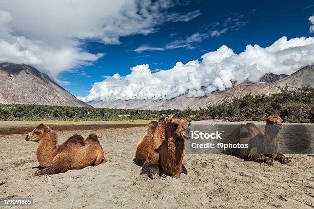 Tre Cammelli Della Battriana Nella Valle Di Nubra Ladakh - Fotografie stock e altre immagini di Ambientazione esterna