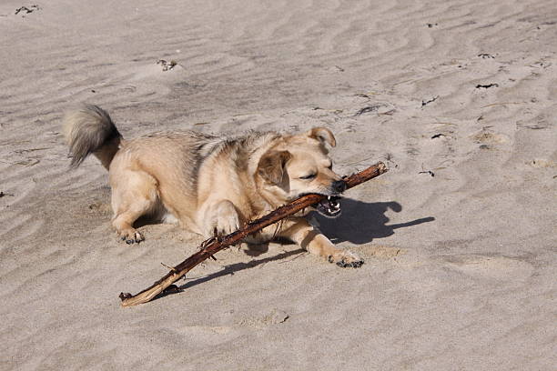 Mixed breed dog running on a beach in Brazil on a sunny day