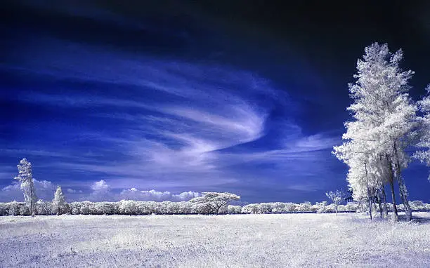 Photo of Field of white leaves and trees under bluesky