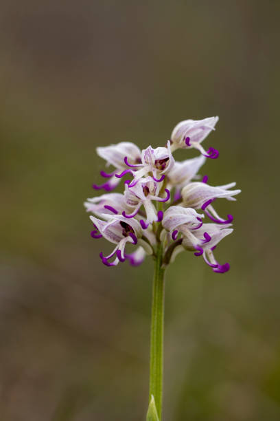 istock Wild flower Monkey Orchid (Orchis simia) in natural habitat 1790920973