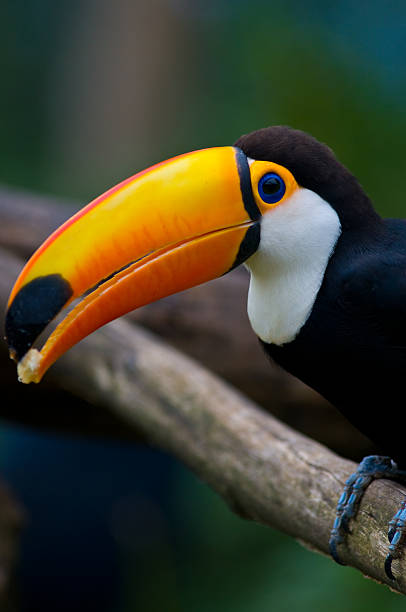 istock Happy toucan after catching a delicious snack 179092158