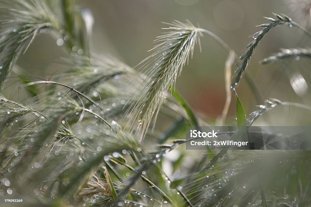 Müsli field nach Regen am Nachmittag - Lizenzfrei Agrarbetrieb Stock-Foto