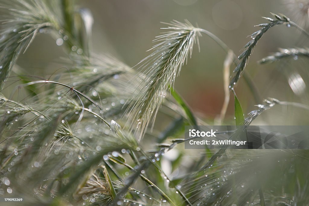 Champ de céréales après la pluie l'après-midi - Photo de Agriculture libre de droits