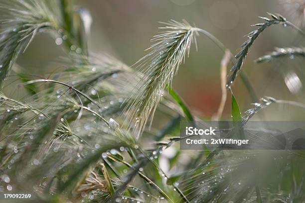 Photo libre de droit de Champ De Céréales Après La Pluie Laprèsmidi banque d'images et plus d'images libres de droit de Agriculture - Agriculture, Blé, Champ