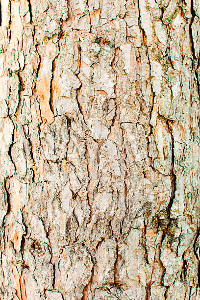 パインツリーの樹皮の質感 - wood old weathered copy space ストックフォトと画像