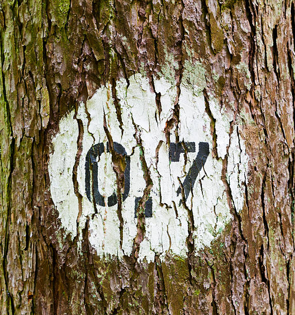 istock pattern of trees in forest with distance marker 179092505