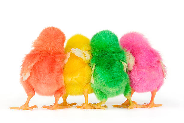 istock Chicks are in secret discussion 179093299