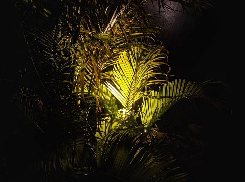 A palm tree lit up by a street light, Beautiful picture of outdoor lighting.