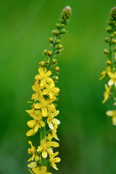 Agrimony Wildflower Yellow Agrimonia eupatoria argimony\ stock pictures, royalty-free photos & images