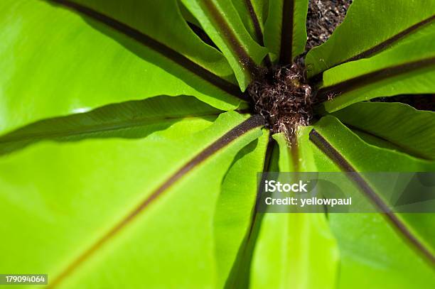 Fern Coração Em Plano Aproximado - Fotografias de stock e mais imagens de Arbusto - Arbusto, Cor verde, Curva - Forma