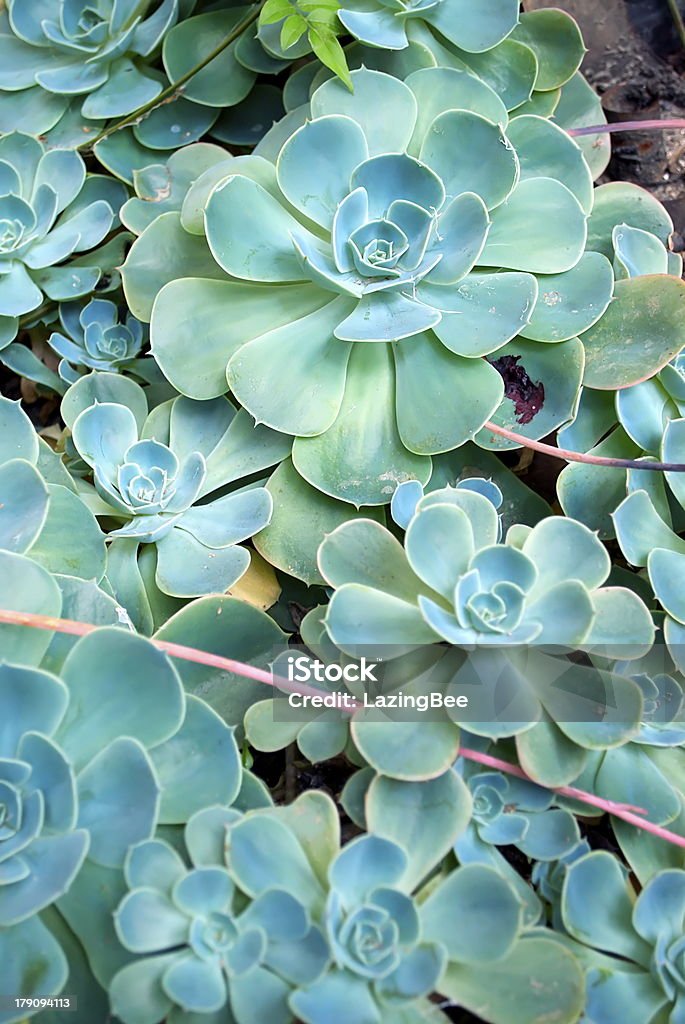 Sempervivum fundo - Royalty-free Cor verde Foto de stock