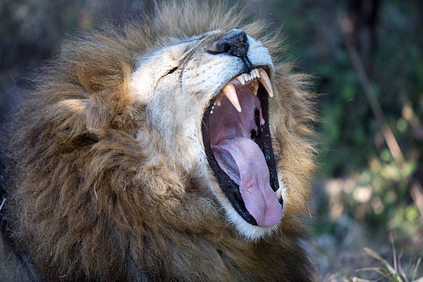 istock Lion in a game Park 179094350