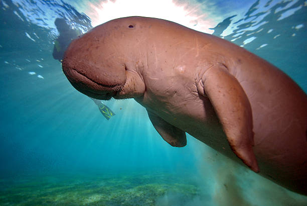 Dugong in Red Sea