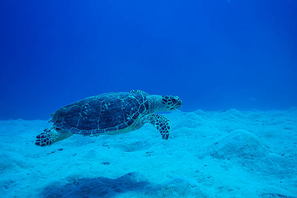 Sea Turtle above sandy Area stock photo