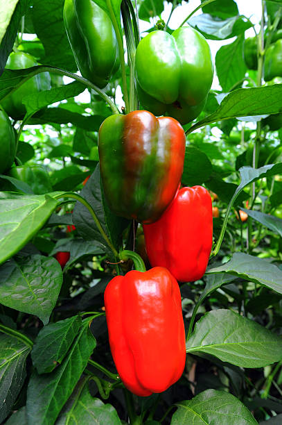 istock Red sweet pepper, cooking raw material on plant 179094519