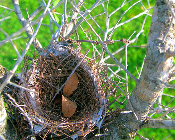 Bird Nest stock photo