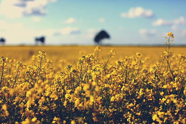 Meadow of yellow rapeseed and sky with clouds stock photo