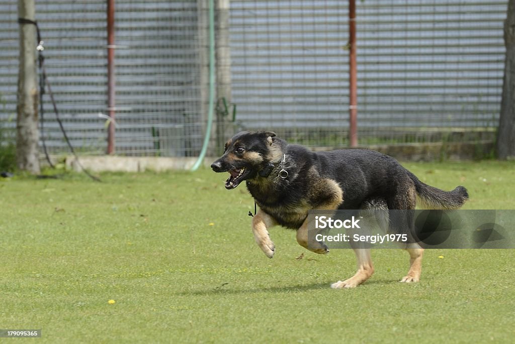 Deutscher Schäferhund, arbeiten test - Lizenzfrei Arbeiten Stock-Foto
