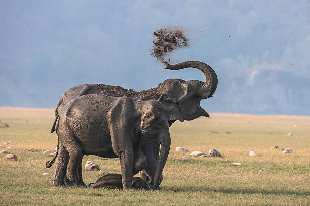 elephants enjoying dust bath. - jim corbett national park 個照片及圖片檔