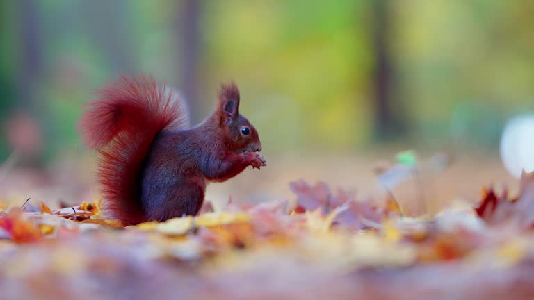 Charming Squirrel with Winter Coat in Fall