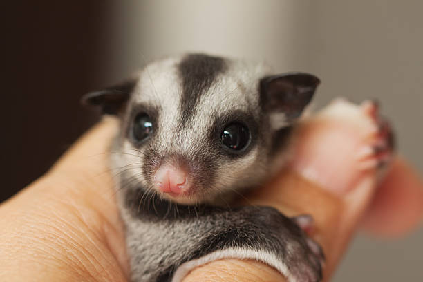 istock little sugar glider on woman hand 179095967