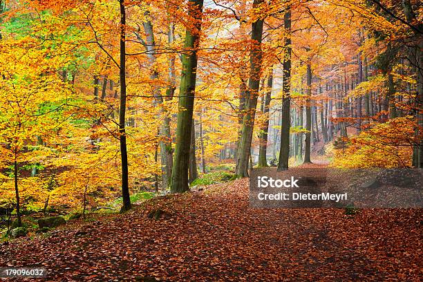 Outono Colorido - Fotografias de stock e mais imagens de Amarelo - Amarelo, Ao Ar Livre, Beleza natural