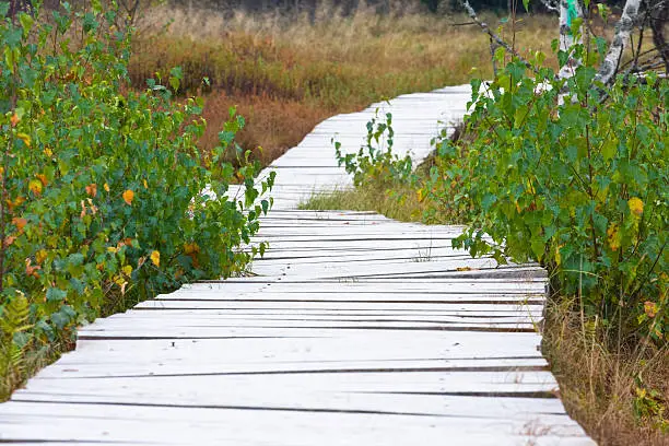 wooden foot bridge