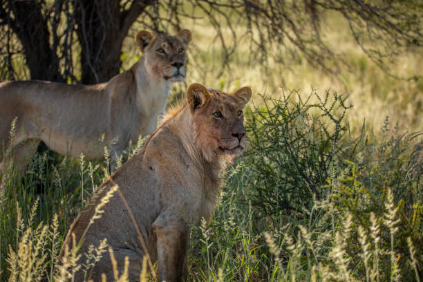 istock Kalahari Lions 1790962185