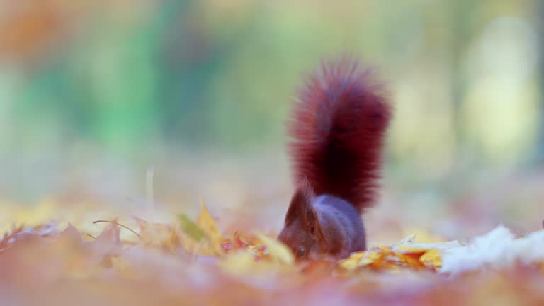 Rustic Squirrel Enjoying Autumn's Feast