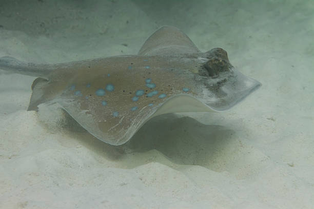 istock Bluespotted stingray at Surin island 179096289