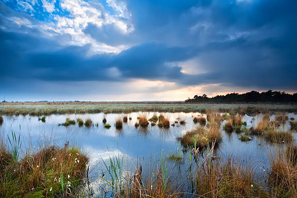 istock tranquil weather over swamp 179096539